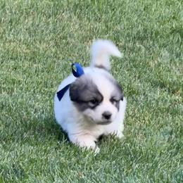 Mr Blue - White and badger male Great Pyrenees puppy in Idaho from Portneuf Range Pyrenees