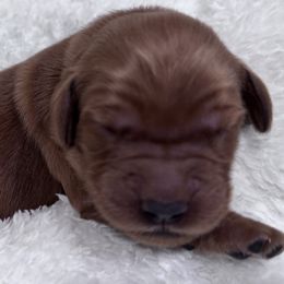 Charmaine - Dark golden Golden Retriever puppy in Angier, North Carolina from Howard's Retrievers
