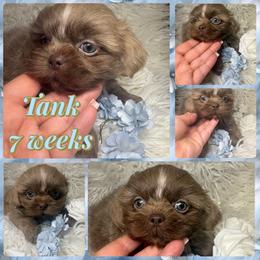 Lavi - Lilac male Shih Tzu puppy in Coolidge, Arizona from Shih Tzu’s  ‘N’ Love