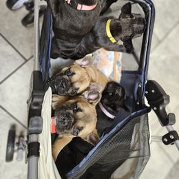 French Bulldog Puppies from A&D Frenchies