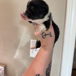 Boy 1 - Black and tan male Pembroke Welsh Corgi puppy in Aberdeen, Washington from Coastal country Farms
