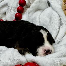 Prince - Black and white male Bernedoodle puppy in Gilbert, Arizona from The Berne Barn... it’s a Doodle thing!