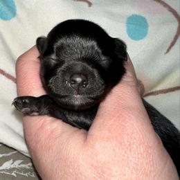 Dutch - Black male Pomeranian puppy in Springfield, Missouri from Hope Mountain Pomeranians
