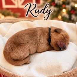 Rudy - Dark golden male Golden Retriever puppy in San Bernardino, California from Thegoldendreams1