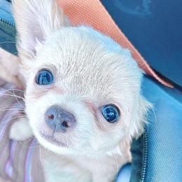 Chihuahua Puppies from Petite Pups LLC