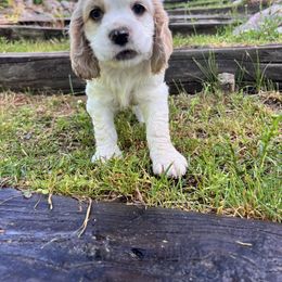 Cocker Spaniel Puppies from Sylvan Acres Spaniels
