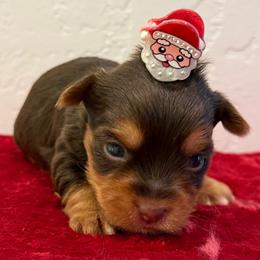Teddy - Chocolate and tan male Yorkshire Terrier puppy in Los Angeles, California from 818 Yorkies