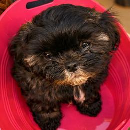 Garbiella (AKA Pink) - Brindle female Shih Tzu puppy in Leander, Texas from Leander Shih Tzu
