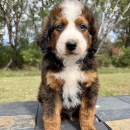 Big Chocolate Boy 1 - Chocolate merle male Bernedoodle puppy in Sioux Falls, South Dakota from WhiskeyCreek Doodles