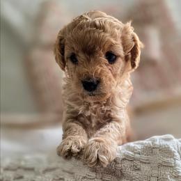 Porsche. - Apricot female Cavapoo puppy in Gunnison, Utah from Curls and Camo Pups