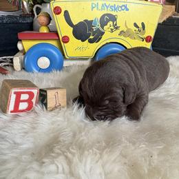Baby boy 1 - Chocolate male Labrador Retriever puppy in Brandywine, Maryland from QVR Labradors and Leonbergers