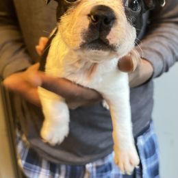 Girl 2 - Black brindle and white female Boston Terrier puppy in Ellicott City, Maryland from Thee Puppy Lady🐾