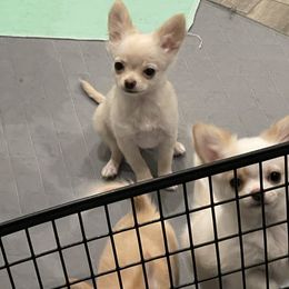 Chihuahua Puppies from Wildheart
