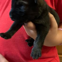 Male 4 - Sable male German Shepherd puppy in Effingham County, Illinois from Delaney Working Dogs