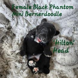 Hilton - Phantom female Goldendoodle puppy in St. George, South Carolina from Southern Hunters Mini Doodles