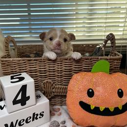 Comet - Gold and white male Chihuahua puppy in Mechanicsburg, Pennsylvania from Rossmoyne Chihuahuas