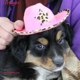 Ginger BTF6 - Black tri female Miniature Australian Shepherd puppy in Elgin, Oregon from LongMile Aussies