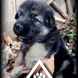 Ranger - Black and tan male German Shepherd puppy in Sequim, Washington from German Shepherd Haus