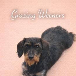 Paris - Dachshund