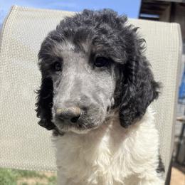Milo - Parti male Poodle puppy in Meadowbrook, California from Standard Poodle Pups