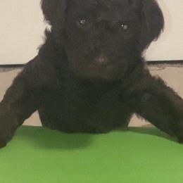 Rex - Brown male Bernedoodle puppy in Williston, Florida from Tera Caldwell