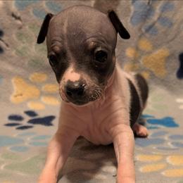 Cranberry - White and black female American Hairless Terrier puppy in Phoenix, Arizona from Bare Valley