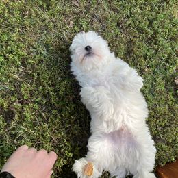 Coton de Tulear Puppies from Smoky Mountains Cotons