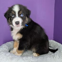 Jasmine3Boy6- BTM,LONG Tail, blue eyes likely, CHIC-OFA-DNA-AKC Titled Parents - Black tri-color male Australian Shepherd puppy in South Hill, Virginia from Silverside Aussies LLC