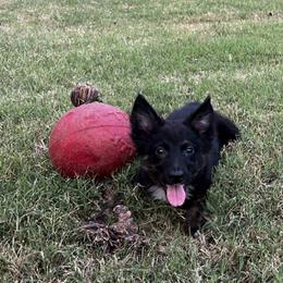 Athena - Black tri-color female Australian Shepherd puppy in Piedmont, Oklahoma from HeartDriven Aussies