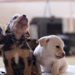 Morkies from PSD Pups