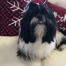 Shih Tzus from Gigi’s Shih tzu