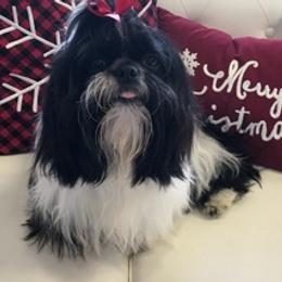 Shih Tzus from Gigi’s Shih tzu