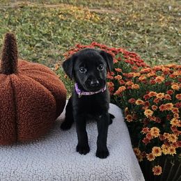 Purple Collar Female - Black female Labrador Retriever puppy in Lubbock, Texas from Bentwood Cove Kennel