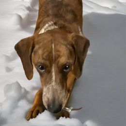 Buckey - Dachshund