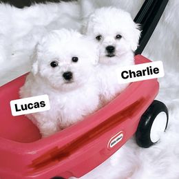 Companion Cross, Maltese, and Maltipoo Puppies from Best Maltese & Toy Poodles of Texas