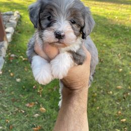 Jax - Blue merle male Bernedoodle puppy in Holtwood, Pennsylvania from Country Ridge Puppies