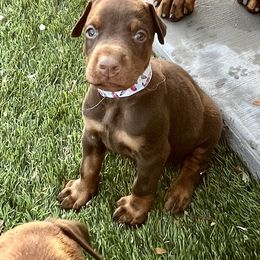 Indie - Red and rust Doberman Pinscher puppy in Valley Center, California from TnT Dobermans