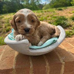 Peeps - Red  female Goldendoodle puppy in Taylorsville, North Carolina from Doggone Dixie Doodles
