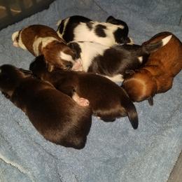 Mi-Ki and Shih Tzu Puppies from Tiny Tzu Mighty Shih Tzus & Mi-Kis
