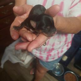 Yorkshire Terrier Puppies from Baker's Babies