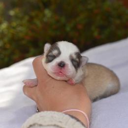 Kevin - Silver male Pomsky puppy in Coos Bay, Oregon from Ocean View Pomskies