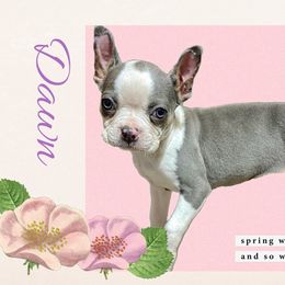 Dawn - Boston Terrier