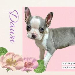 Dawn - Boston Terrier