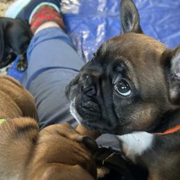 French Bulldog Puppies from Fishie's Frenchies