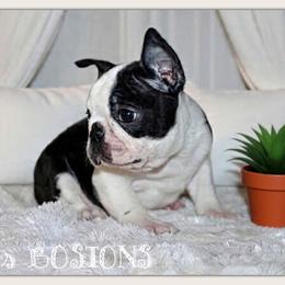 Gus - Black and white male Boston Terrier puppy in North Central, Vermont from Windy Valley’s Bostons