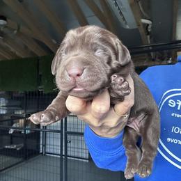 Blue - Chocolate male Labrador Retriever puppy in Newton Grove, North Carolina from Wayalife Labradors & Gsp’s
