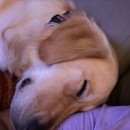 Golden Retrievers from Lin Ranae Goldens