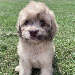 Sage with training - Sable female Cockapoo puppy in Boonville, North Carolina from Doods & Dolls