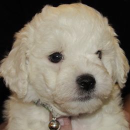 Bichon Frises from Bichon Oasis