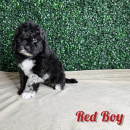Red boy - Merle male Bernedoodle puppy in Modesto, California from Two Doods Doodles